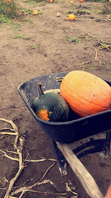Pumpkins at a pumpkin farm.