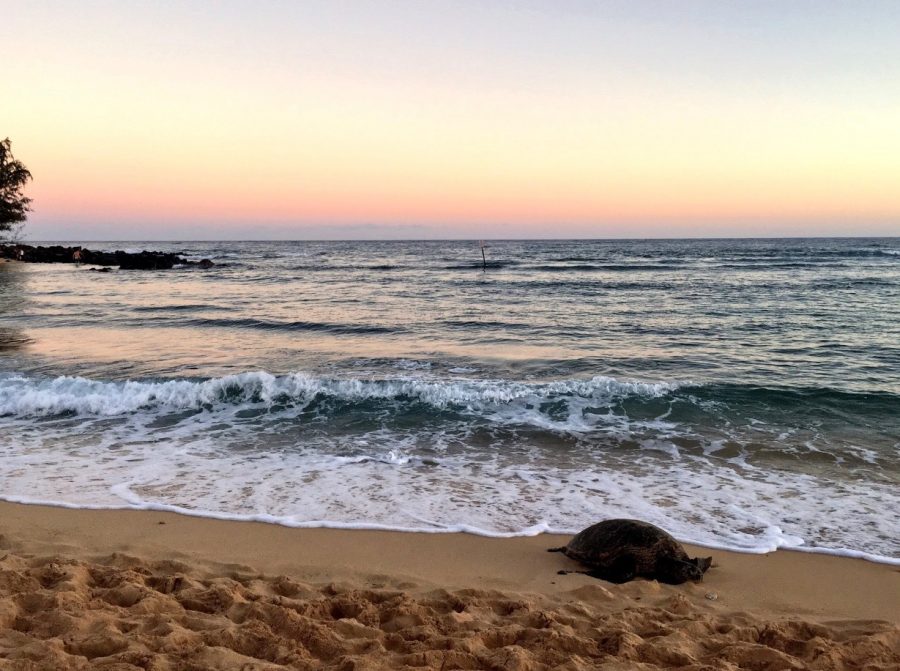 BEach pic