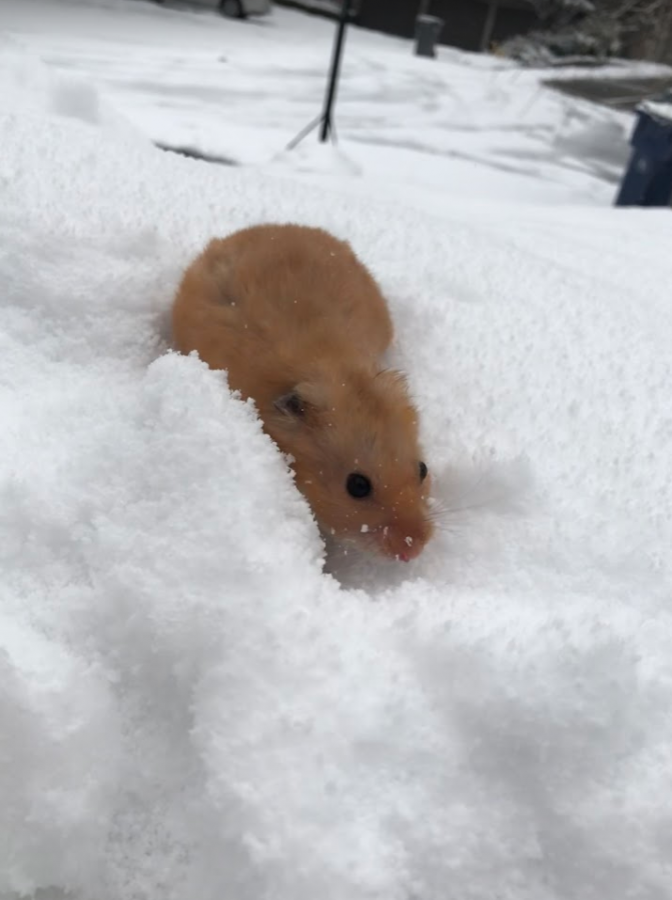 Katherine Lee's hamster, Timmy, playing in the snow.