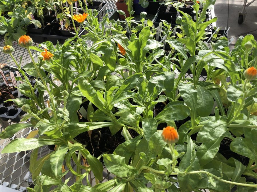 Calendulas being grown in the greenhouse