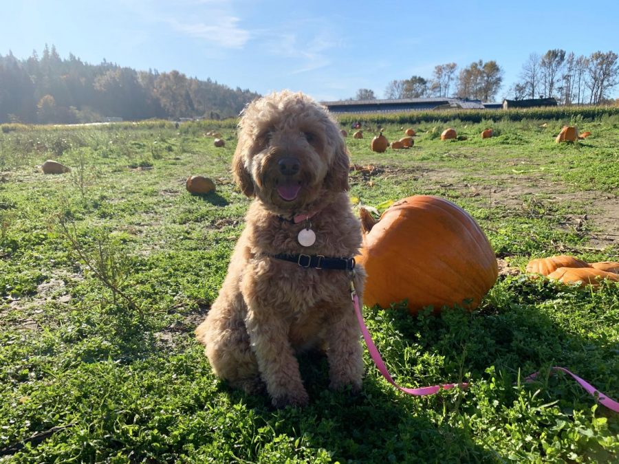 Pooches and Pumpkins