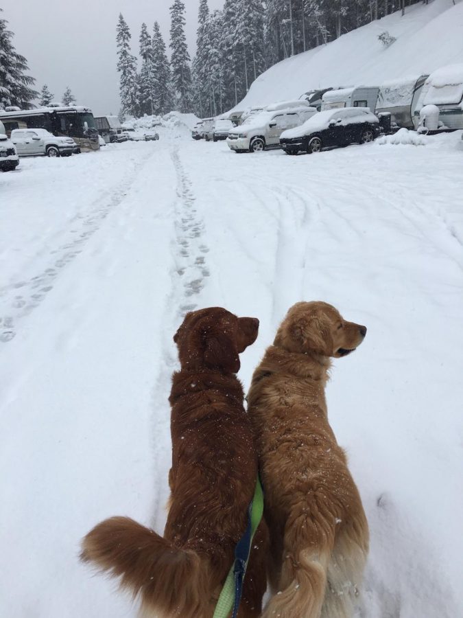 VAIL's Takeover Of Stevens Pass And How It Is Affecting Their Loyal Customers