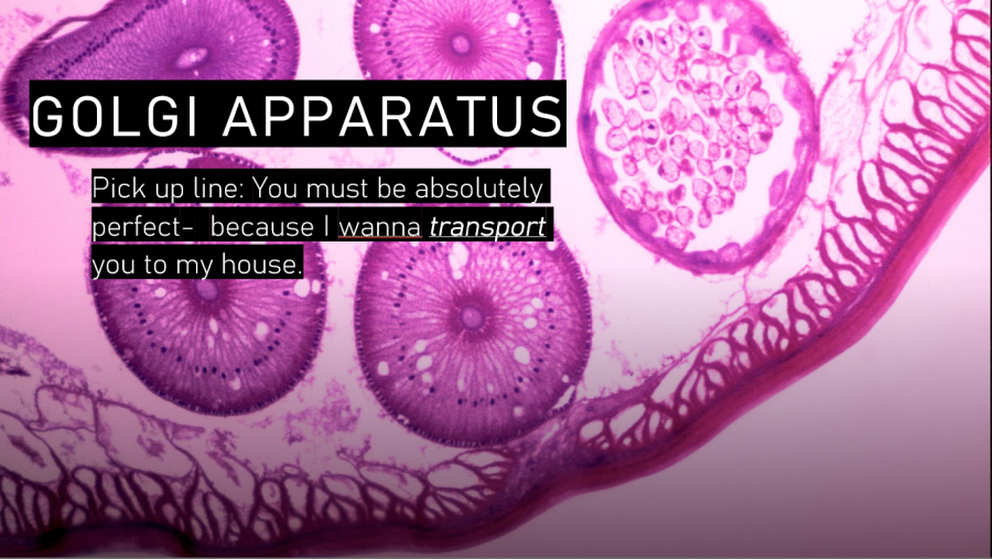 Speed+Dating+Organelles