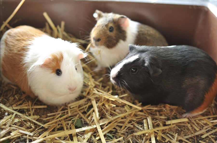 Fostering Guinea Pigs in Animal Biology