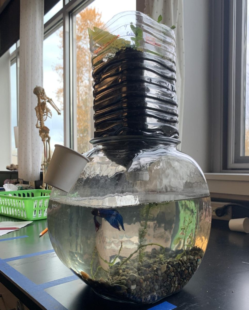 Science Students Turned Fish Keepers