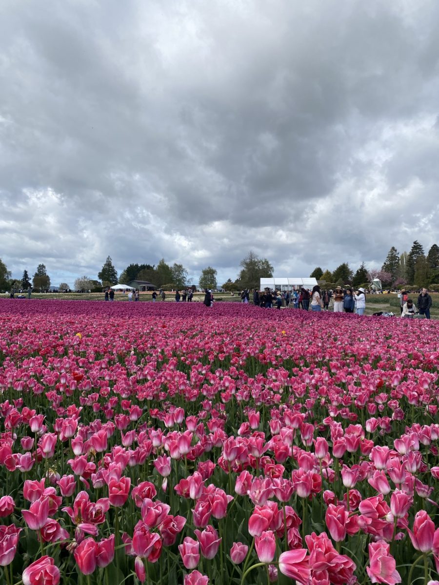 Tulips in Full Bloom